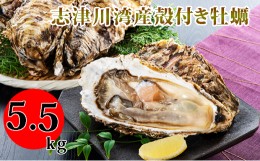 【ふるさと納税】南三陸志津川産の殻付き牡蠣5.5kg（1kgあたり6〜9個）