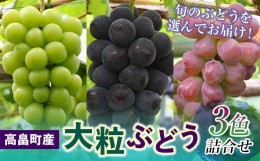 【ふるさと納税】≪先行予約≫2024年 山形県 高畠町産 大粒ぶどう3色詰合せ 2024年9月上旬から順次発送 ぶどう ブドウ 葡萄 マスカット 