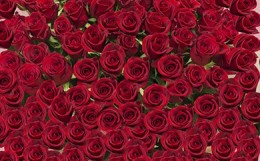 【ふるさと納税】《記念日に届くお花シリーズ》赤バラの花束 365本「あなたが毎日恋しい」※配達エリア限定