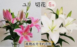 【ふるさと納税】フラワーファーム しろねのユリ 切花5本（産地おすすめ花色）5〜7月発送