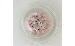 【ふるさと納税】ボトルフラワー　ソメイヨシノ・桜　お皿型