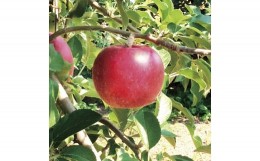 【ふるさと納税】となみ産りんご（りんご6個、ジュース1本）