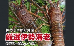 【ふるさと納税】伊勢志摩　熊野灘の厳選　伊勢海老　２尾　約500〜600ｇ／鈴木水産　生食可能　海鮮　エビ　度会町