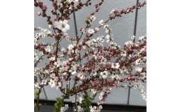【ふるさと納税】春の訪れを告げてくれる 可憐なピンクユキヤナギ ＜プラス樹＞　【1270020】