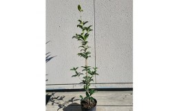 【ふるさと納税】鮮やかなオレンジ色の花♪金木犀(キンモクセイ)樹高約70cm〜90cm　取扱説明書付き【1118446】