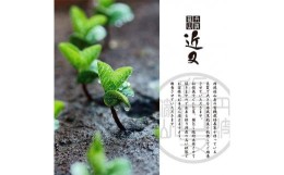 【ふるさと納税】【令和6年10月お届け】先行受付！丹波篠山産の黒枝豆(さや)５００ｇ×3袋