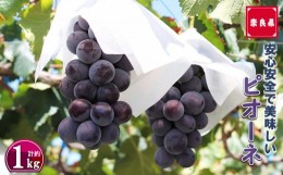 【ふるさと納税】ピオーネ 2房 約1kg |フルーツ ぶどう 葡萄 ブドウ ピオーネ 奈良県 平群町