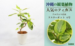 【ふるさと納税】沖縄の観葉植物 人気のフィカス アルテシマ6号 ラスターポット
