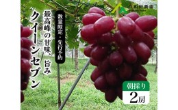 【ふるさと納税】[?5311-0233]ぶどう クイーンセブン 朝採り 先行予約 久和田農園 2房 広島 三原