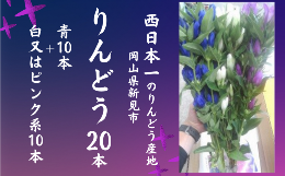 【ふるさと納税】先行予約【2024年7月〜9月発送】岡山県新見市産 新見のりんどう 20本