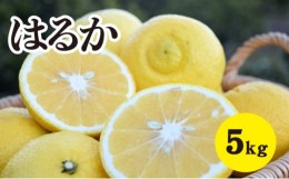 【ふるさと納税】[?5311-0287]みかん 柑橘 【先行予約】 【2024年3月中旬頃発送】濃厚な甘みに驚愕！瀬戸内のはるか ＜約5kg＞ 