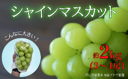 【ふるさと納税】米谷ブドウ農園 シャインマスカット 約2kg 3〜4房 【先行予約 2024年10月から順次発送】
