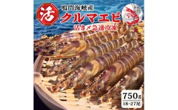 【ふるさと納税】活〆 急速冷凍 クルマエビ 750g　【冷凍発送】