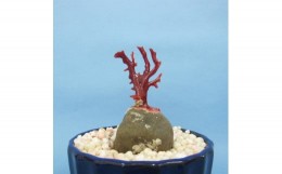 【ふるさと納税】珊瑚職人館の珊瑚の原木・拝見・置物（g16）