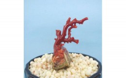 【ふるさと納税】珊瑚職人館の珊瑚の原木・拝見・置物（g8）