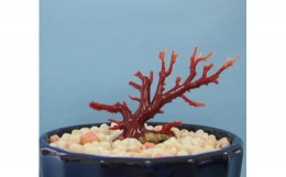 【ふるさと納税】珊瑚職人館の珊瑚の原木・拝見・置物（g4）