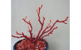 【ふるさと納税】珊瑚職人館の珊瑚の原木・拝見・置物（g6）