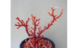 【ふるさと納税】珊瑚職人館の珊瑚の原木・拝見・置物（ｇ19）