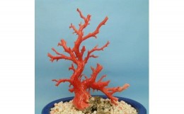 【ふるさと納税】珊瑚職人館の珊瑚の原木・拝見・置物（ｇ20）