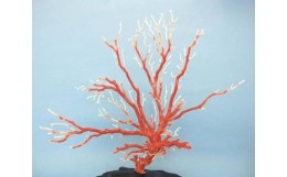 【ふるさと納税】珊瑚職人館の珊瑚の原木・拝見・置物（ｇ18）