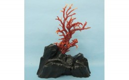 【ふるさと納税】珊瑚職人館の珊瑚の原木・拝見・置物（g1）