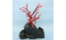 【ふるさと納税】珊瑚職人館の珊瑚の原木・拝見・置物（g12）