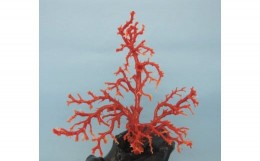 【ふるさと納税】珊瑚職人館の珊瑚の原木・拝見・置物（g7）