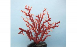 【ふるさと納税】珊瑚職人館の珊瑚の原木・拝見・置物（g3）