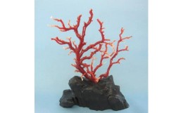 【ふるさと納税】珊瑚職人館の珊瑚の原木・拝見・置物（g26）