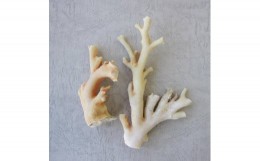 【ふるさと納税】珊瑚職人館の珊瑚の原木・拝見・置物（g32）