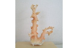 【ふるさと納税】珊瑚職人館の珊瑚の原木・拝見・置物（g37）