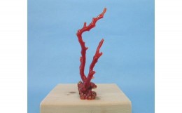 【ふるさと納税】珊瑚職人館の珊瑚の原木・拝見・置物（g55）