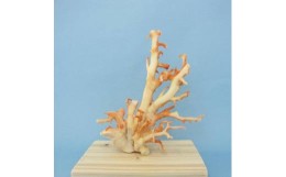 【ふるさと納税】珊瑚職人館の珊瑚の原木・拝見・置物（g39）