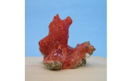 【ふるさと納税】珊瑚職人館の珊瑚の原木・拝見・置物（g52）