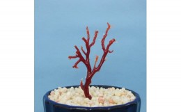 【ふるさと納税】珊瑚職人館の珊瑚の原木・拝見・置物（g42）