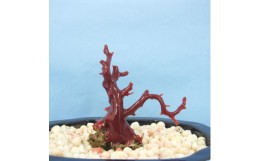 【ふるさと納税】珊瑚職人館の珊瑚の原木・拝見・置物（g53）