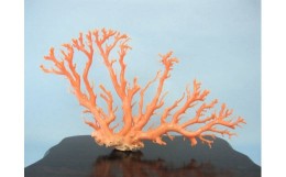 【ふるさと納税】珊瑚職人館の珊瑚の原木・拝見・置物（g46）