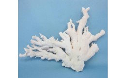 【ふるさと納税】珊瑚職人館の珊瑚の原木・拝見・置物（g27）