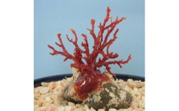 【ふるさと納税】珊瑚職人館の珊瑚の原木・拝見・置物（g49）