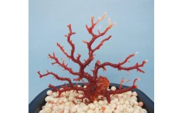 【ふるさと納税】珊瑚職人館の珊瑚の原木・拝見・置物（g29）