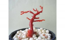 【ふるさと納税】珊瑚職人館の珊瑚の原木・拝見・置物（g58）