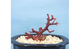 【ふるさと納税】珊瑚職人館の珊瑚の原木・拝見・置物（g66）