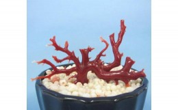 【ふるさと納税】珊瑚職人館の珊瑚の原木・拝見・置物（g68）