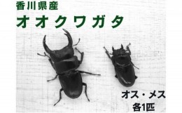 【ふるさと納税】[?5341-0459]オオクワガタ　オス・メス1ペア（各1匹・香川県産）