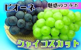 【ふるさと納税】《2024年発送》シャインマスカット & ニューピオーネ セット 約2kg ( 種なしシャインマスカット 約1kg & 種なしニューピ