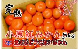 【ふるさと納税】小原紅早生みかん 香川県産 約5kg ( S 〜 Lサイズ ) ｜ みかん