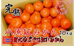 【ふるさと納税】小原紅早生みかん 香川県産 約10kg ( S 〜 Lサイズ ) ｜ みかん