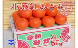 【ふるさと納税】小原紅早生みかん 香川県産 約5kg ( 2Lサイズ ) ｜ みかん