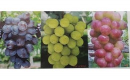 【ふるさと納税】(G165)おまかせ種なし葡萄３種詰め合わせ２kg（開田ぶどう園）