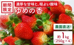 【ふるさと納税】長崎県産いちご ゆめの香 約1？（250g×4パック） / いちご イチゴ 大粒 濃厚 ゆめの香 贈答 ギフト 2L 3L＜和農園＞ [L